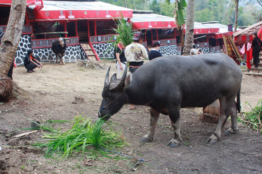 06-Buffalo, waiting for his sacrifation.jpg - Buffalo, waiting for his sacrifation